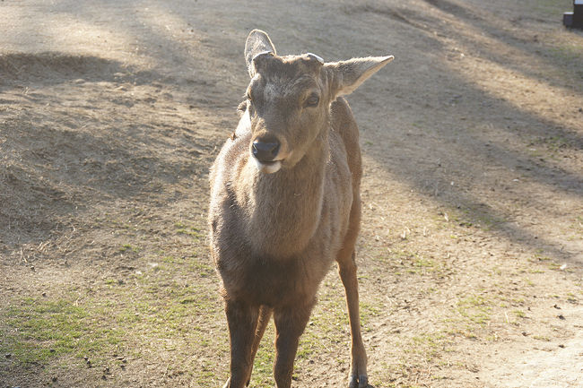 ●鹿＠奈良公園<br /><br />ちょっと凛々しい鹿。<br />ぽよん、、、としてます。
