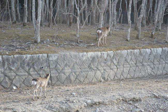 ●鹿＠奈良公園<br /><br />鹿の群れからは、完璧に外れています。<br />さまよっているような…。<br />どこへ向かうのでしょう。
