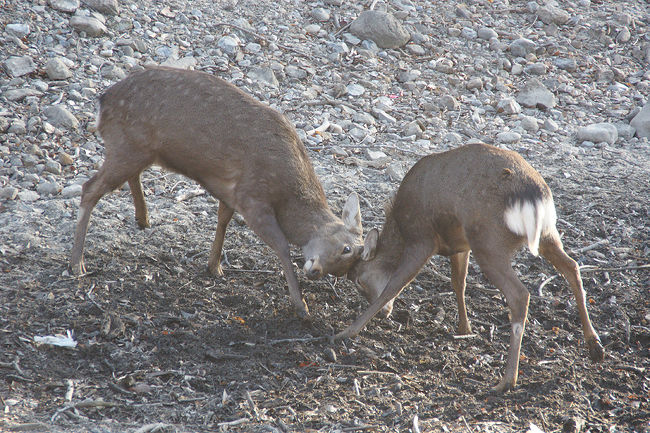 ●鹿＠奈良公園<br /><br />喧嘩しているのか、じゃれているのか…。<br />鳴き声を出しながら…。<br />結構、迫力がありました。<br />