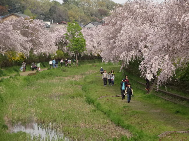 八王子城址山頂での花見会と野川の桜 ２ 国分寺 小金井 東京 の旅行記 ブログ By ちゃおさん フォートラベル