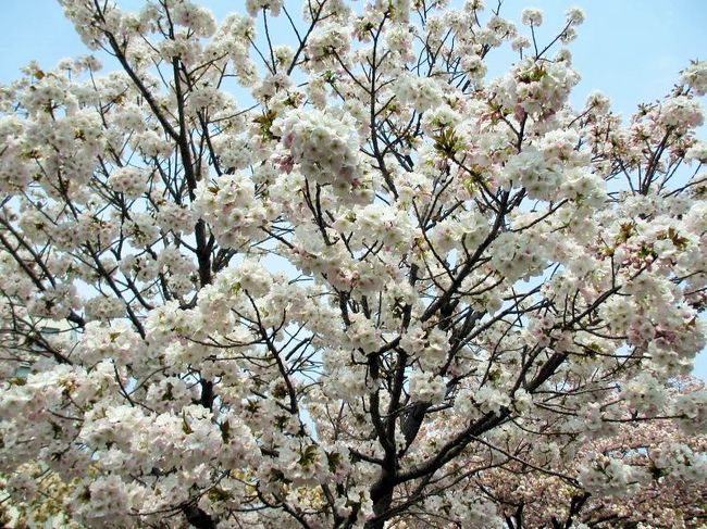 桜の通り抜け　2014年 松前琴糸桜 まつまえこといとざくら|造幣局の桜|8-樹木|木の情報発信基地