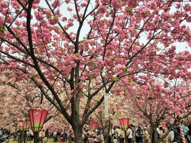 桜より人のほうが多い？！造幣局の桜の通り抜けに行ってみました