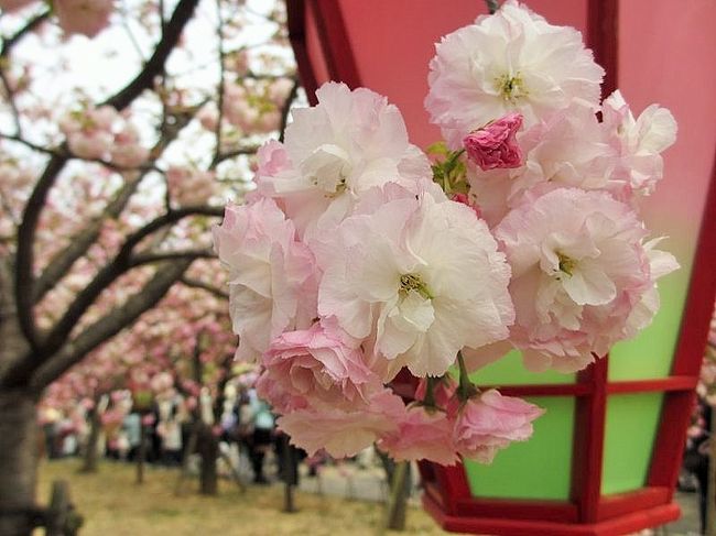 桜の通り抜け　2014年 松前琴糸桜 造幣局 : 桜樹一覧表 [ま]