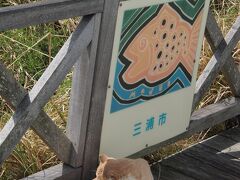 城ヶ島灯台で三浦市の宣伝部長を発見。海辺の町だからか、この他にも、立派な毛並みのネコを見かけました。