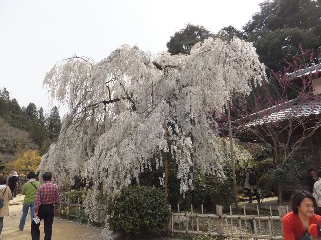 途中2回ほどトイレ休憩があり、大野寺到着は14：10頃。
