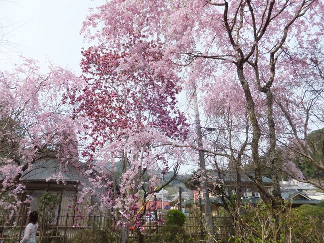こちらは役行者が開いたとされる小さな寺で、枝垂桜が有名なようです。<br />そのほかにも、いろいろな種類の花がありました。