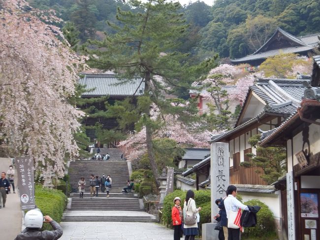 桜の満開の時期は少し過ぎてしまったようでした。