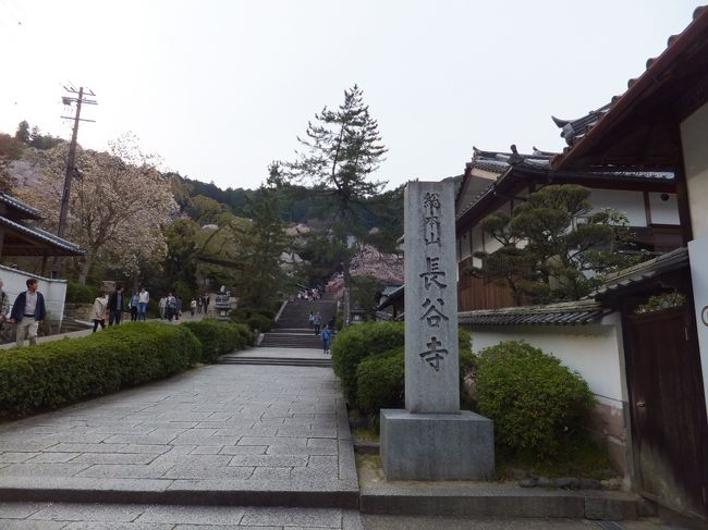 15:45 長谷寺へ到着。<br />西国霊場第8番札所で、686年を起源とし、貴族や徳川将軍家の帰依をうけ栄えたそうです。<br /><br />拝観、桜観賞時間は約90分。<br />思ったよりも空いていました。