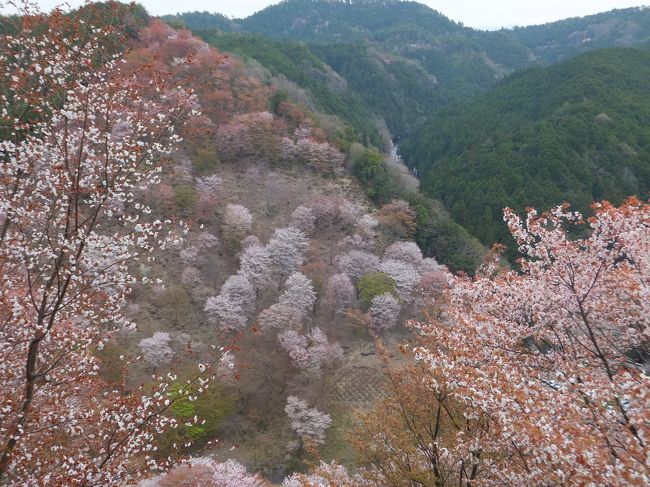 実際吉野山に到着したのは12時頃。<br />必ずトイレも済ませて13：30にバスに集合と言われ、ショック…<br /><br />この時期は全国から車が殺到しているので、仕方が無いようです。<br /><br />写真は駐車場付近の下千本桜群。
