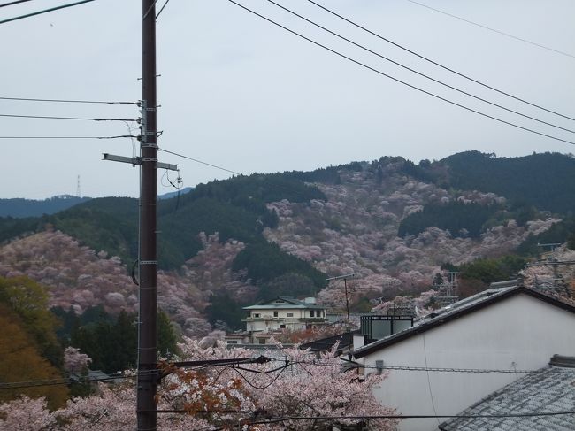 上千本、奥千本方面でしょうか？
