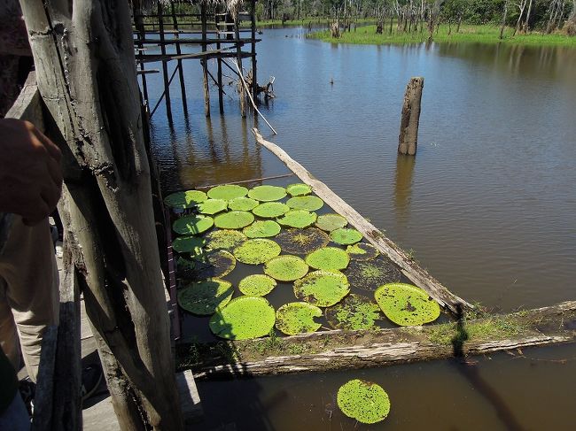 大ハスの池。<br />シーズン終わりだったので少ししか残っていませんでしたが、多いときは大ハスで池が埋まるらしい。