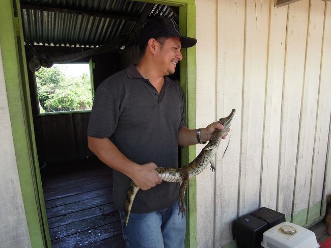 途中、アマゾンで水上生活している方のお宅におじゃま。<br />子ワニがいた！