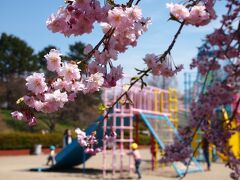 「子供の広場」に出ました。

公園の周囲では、やや濃めのピンク色が可愛らしい枝垂れ桜たちが、楽しく遊ぶ子供たちを見守ります。