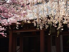 途中にいくつもお寺がありますが、ひとつのお寺にキレイな桜が見えたので、寄ってみました。

徳泉寺というお寺です。
