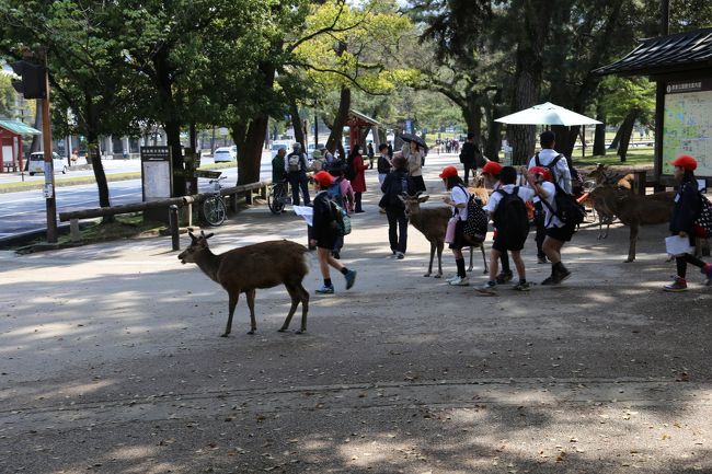 さっそく鹿のお出迎え