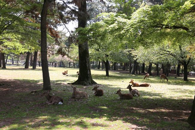 こちらは日陰でお休み中。