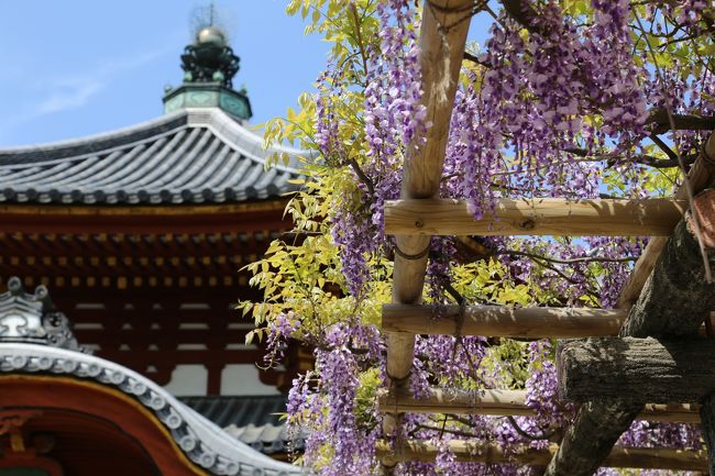 興福寺　南円堂前の藤棚です。