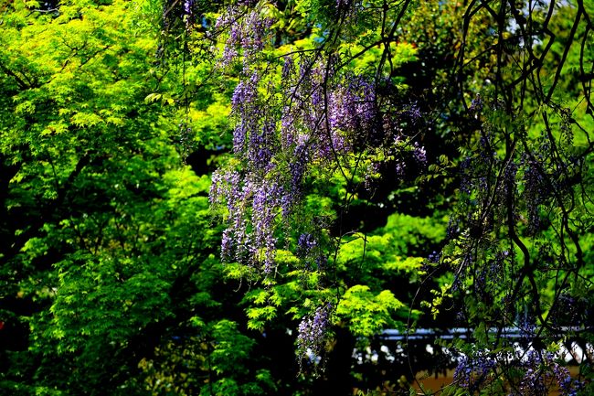 興福寺　裏に入ると木に巻きついた藤の花が見えました。