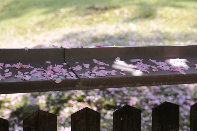 興福寺　八重桜の花びらが塀の上に・・・。