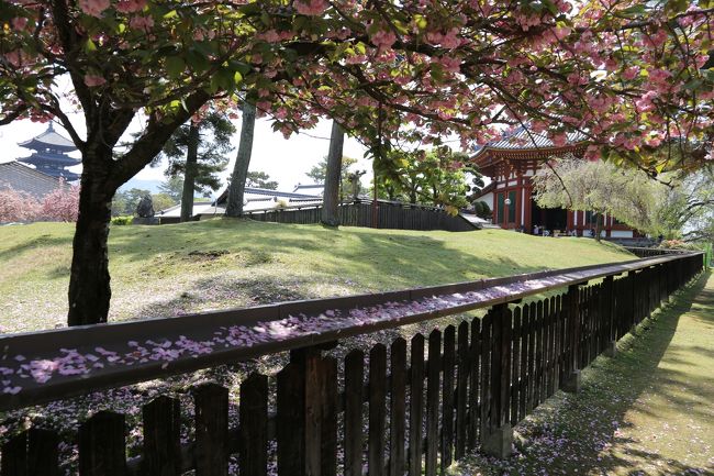 興福寺　奥が南円堂の特別拝観口です。靴を脱いで上がってください。<br />専用の靴袋（ナイロン製のショッピングバック風）をいただきました。