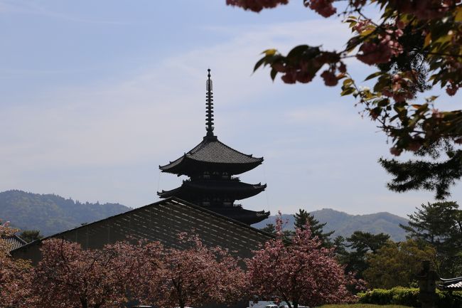 興福寺　五重塔と桜。