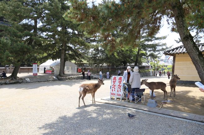 興福寺　鹿せんべい売り。