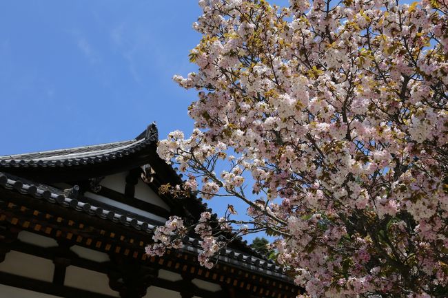東大寺　法華堂（三月堂）の桜。