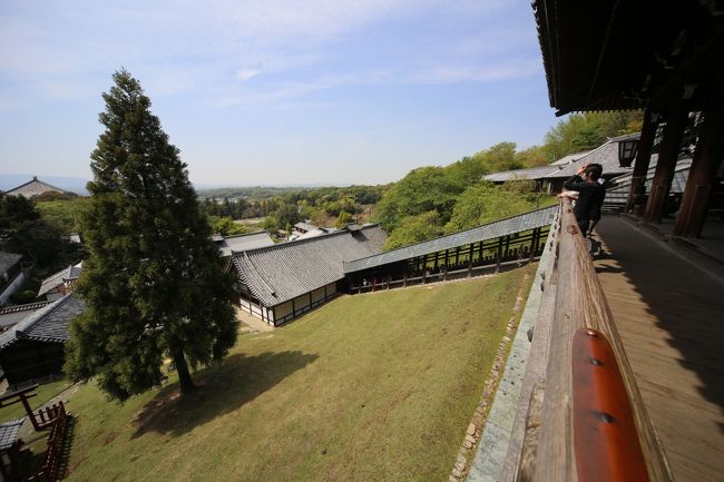 東大寺　二月堂　良弁杉。