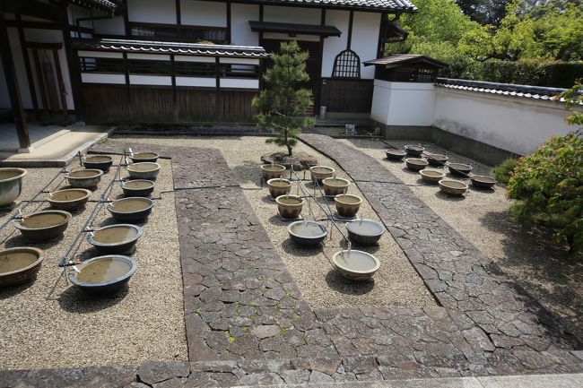 東大寺　夏になるとハスが栽培されます。