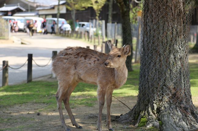 鹿　鹿にかじられないよう木には金網が巻かれています。