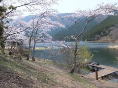 田貫湖

春は湖畔沿いに約350本のソメイヨシノや山桜が咲き揃い、初夏には南側テントサイト周辺で蛍が見られます。
湖ではへら鮒つりやブラックバス釣り、ボート遊びなどが出来ます。
又湖畔沿いには遊歩道が整備され散策やレンタサイクルがご利用できます。
秋が深まる頃には標高650ｍの田貫湖では、空気が澄み星の観察をされる方も沢山お見えになります。
豊かな自然に抱かれ、心癒される緑の空間、自然満載の田貫湖です。
(富士宮市観光協会HPより抜粋)

田貫湖湖畔の桜です。