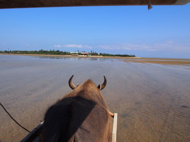 西表島の大原港まで迎えに来ていただき、<br />由布島へ。<br />引潮であまり水はなかったのですが、<br />牛さんに運んでもらいました☆