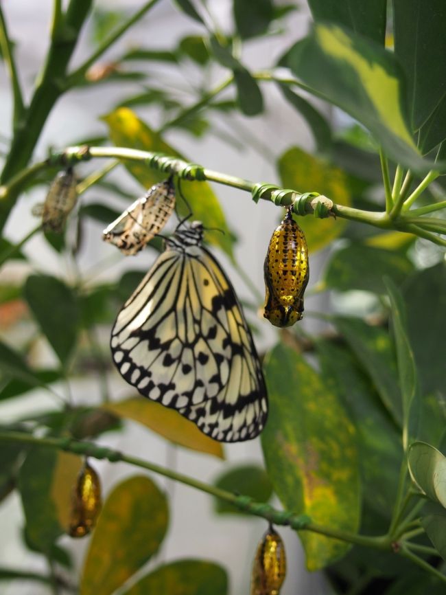 蝶々園がありました。<br /><br />黄金の蛹。<br />ちょうどさっき出てきた蝶が羽根をかわかしています。