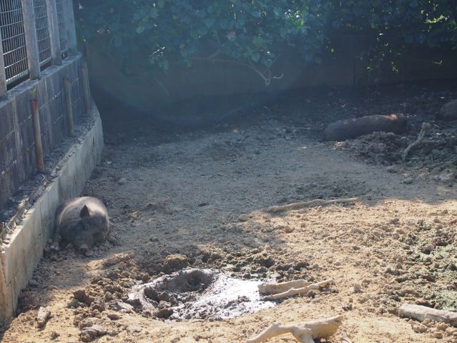 琉球イノシシ。<br /><br />みんな寝てて動かなかった……