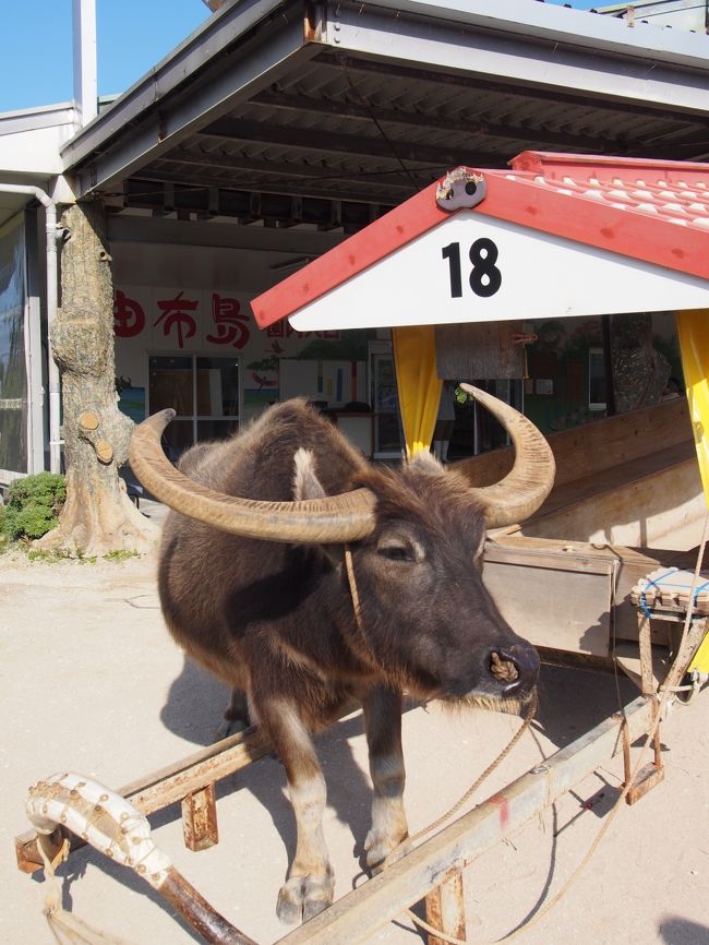 今日の最終便。<br />早くおうちに帰りたいみたいだったけど、<br />がんばって運んでくれました。