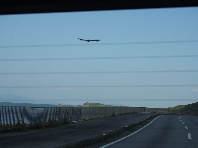 天然記念物のカンムリワシ！<br />止まっていたところを撮ろうとしたけど逃げられました。