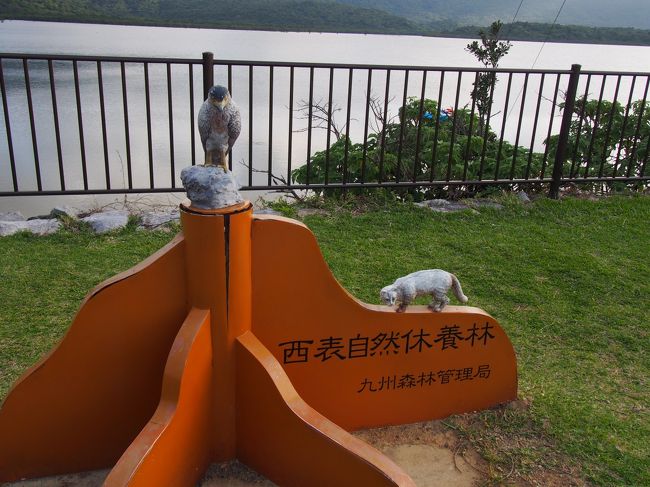 カンムリワシとイリオモテヤマネコ。<br />ヤマネコ見たいなー♪