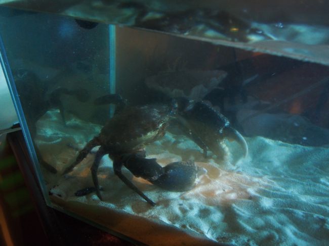 ガザミって言うカニ。