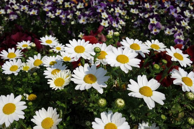 黒丸PAでの花たち<br />輝いている〜