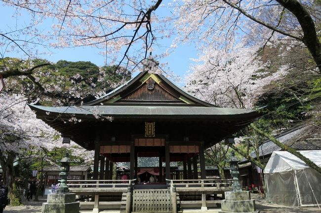 １．金崎宮の花見<br />花換え祭りという願掛けのイベントを催していた（500円）<br />91段の階段を登り、少し高いところからの展望が良かった。