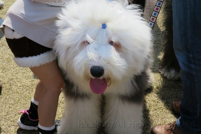 ２．足羽川の桜。<br />バスが着くやいなや、広場で人だかり。<br />行ってみたらこの大型犬が！<br /><br />かわいい！子供が抱きついて離さない。おじさんもしたかった〜