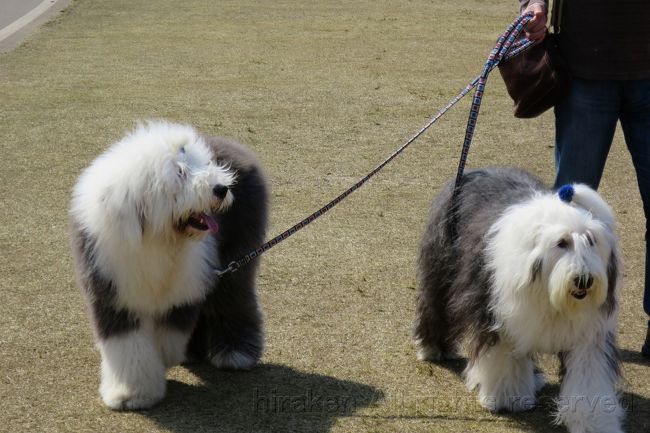 そのワンちゃんですが、2匹連れ。顔立ちが細長いのと丸こいの！