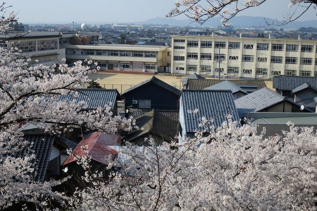 桜と学校の校舎も定番！