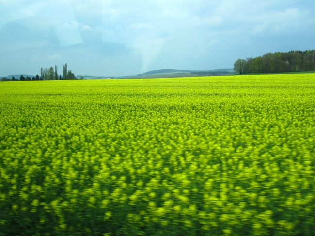 菜の花がキレイでした。
