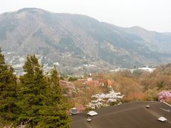 壮観を味わった後、ロープウェイの終点、早雲山へ。ここでケーブルカーに乗り換え、強羅駅に向かう。
東外輪の足柄山系の中腹には、いくつもの桜の木と花が見えた。まだ、満開の木も多い。