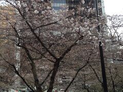 桜がきれいに咲いています。