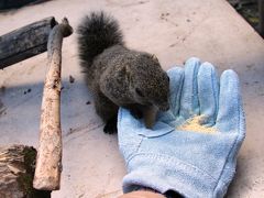 ロープーウェイ山頂駅には金華山リス村があります。タイワンリスが糠の餌目当てに手のひらに乗ってくれました。