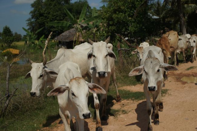 すれ違った家畜の牛達。