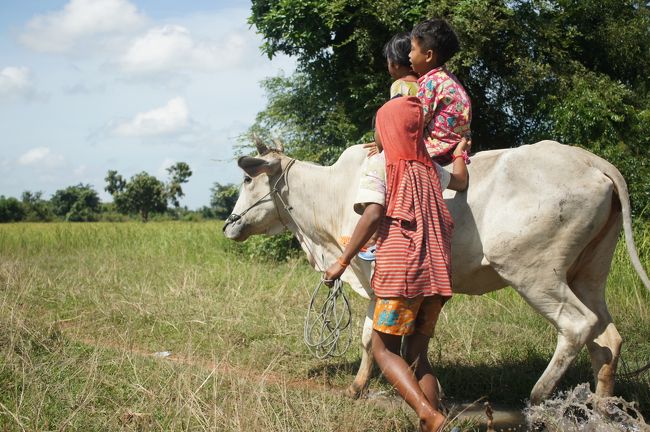 家畜の牛に乗る子供たち