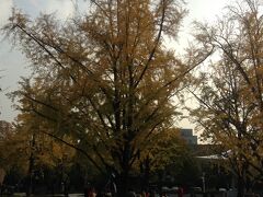 マロニエ公園紅葉
地下鉄4号線恵化駅下車。
こちらは劇団の舞台で有名な大学路があり沢山の人が行き来していました。
紅葉が始まっていました。
